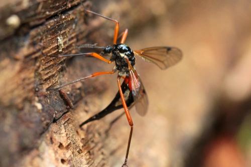 Tanyptera atrata